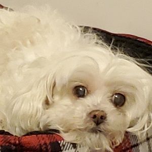 Meet your Posher, Kyra